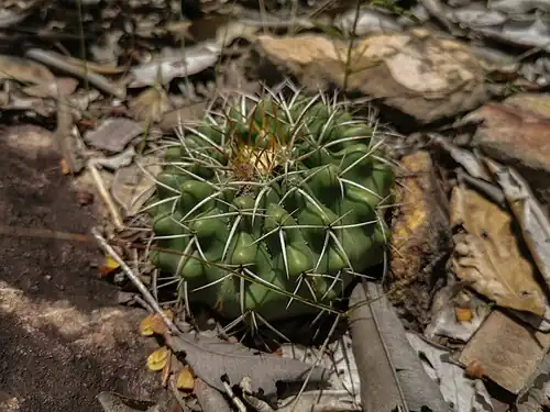 Plant growing in Planaltina, State of Goiás, Brazil