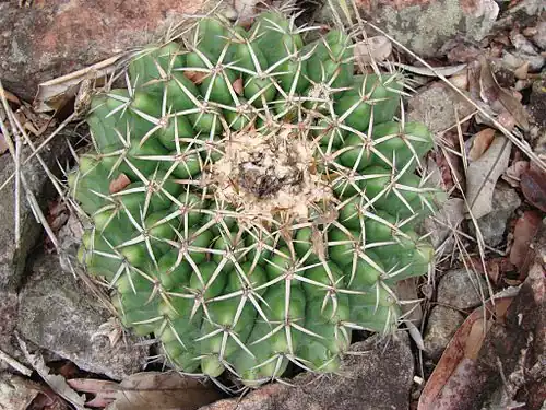 Plant growing in habitat in Salto do Itiquira, Goiás