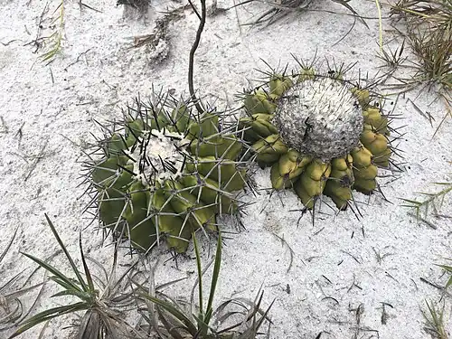 Plants growing in Minas Gerias