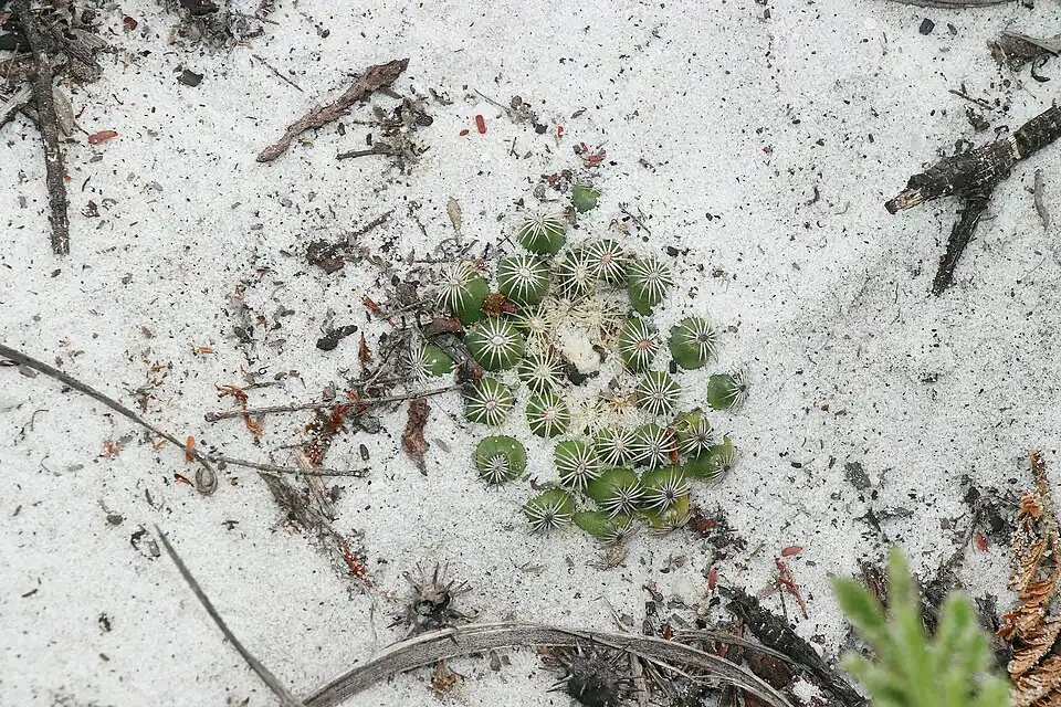 Discocactus buenekeri at type habitat, Bahia, Brasil