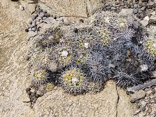 Discocactus zehntneri ssp. zehntneri growing in Petrolina, State of Pernambuco, Brazil