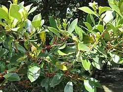 Flowers with leaves