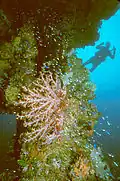 Diver and soft corals next to the mast of the Hoki Maru