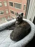 Adult gray tortoiseshell with less distinctive patterning.