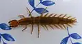 Aquatic larvae