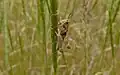 Fourth instar