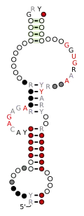 A consensus secondary structure and primary sequence for the docking elbow RNA motif.