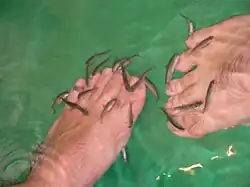 Doctor fish cleaning a bather's feet.