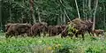 Wisent