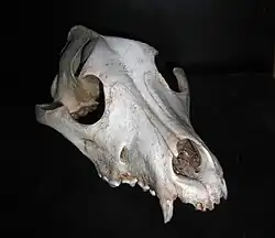 Image 50Frontal view of a dog skull (from Dog anatomy)