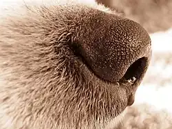 Image 5The nose of a dog (from Dog anatomy)