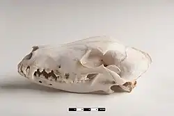 Image 49Lateral view of a dog skull, jaw closed (from Dog anatomy)