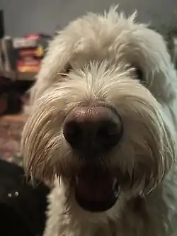 Image 38Example of a dog making prolonged eye contact with a human (from Domestication of the dog)
