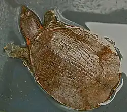 Dogania subplana