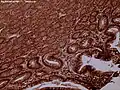 Dog duodenum 100X