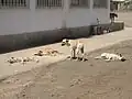 Cape Verde