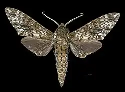Male dorsal