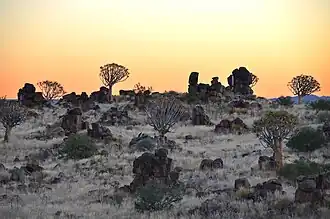 Quiver trees and Dolerite rocks near Keetmanshoop.