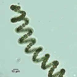 Helical filament from Dolichospermum