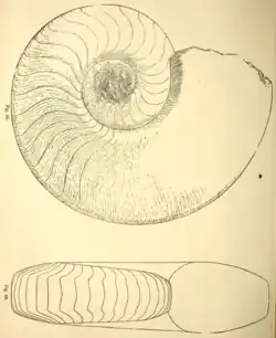 Domatoceras umbilicatum