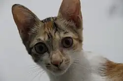The cat bomb experiments were a series of experiments performed using the common domesticated housecat as a form of self-guided-missile, because a member of Congress believed that "cats always land on their feet," and would guide themselves onto the decks of ships at sea.