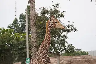Domingo (Sunday in English) a Rothschild’s Giraffe