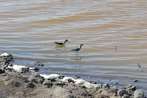 Birds in the salt pond