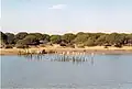 Stone pines in Doñana National Park, Spain