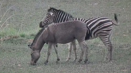 Donkey × plains zebra hybrid, in South Africa