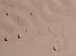 Doodlebug (antlion) doodles and pit traps in the Grand Canyon