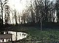 Village forest