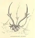 Axis deer, trophy antlers