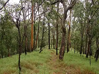 Eucalypts growing on the ridge line