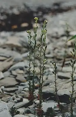 Draba incana L. (Drave blanchâtre; Twisted whitlow grass), pebbles and limestone rocks, shore at Baie-Sainte-Claire[29]