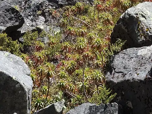 A large clump of D.&nbsp;menziesii