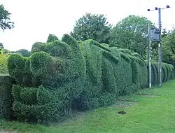 Dragon shaped hedge, East Rudham, Norfolk, England