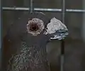 Head
