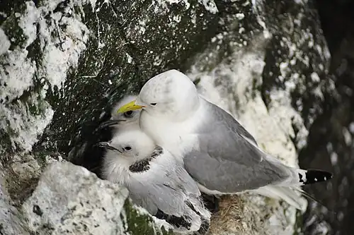 Adult and chicks