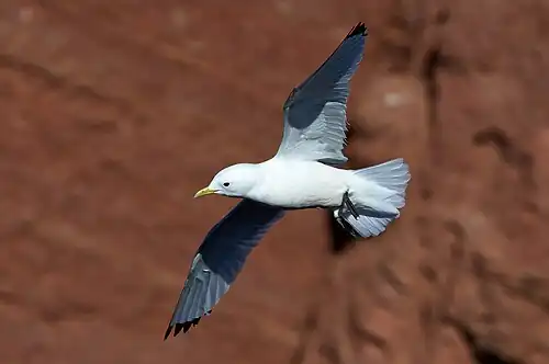 adult in breeding plumage
