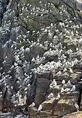 Kittiwakes on a bird cliff at the island of Runde.