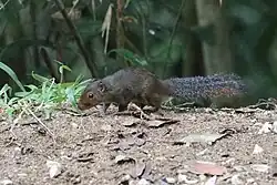Brown squirrel