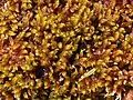 Brown moss Drepanocladus revolvens