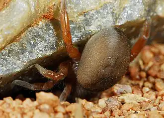 female
