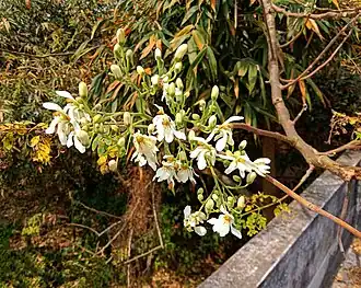 Flowers of M.&nbsp;oleifera on a morning