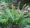 Young fronds in spring