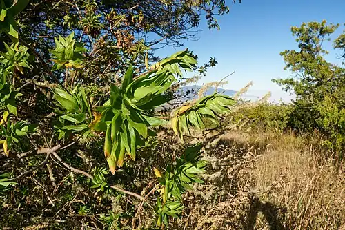Growing on the leeward slopes of Mauna Kea