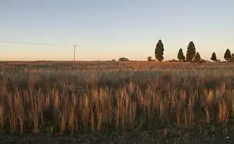 Looking over Farms at the edge of Dubbo