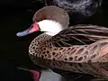 White-cheeked pintail (Anas bahamensis)