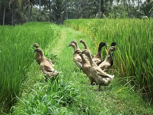 Ducks with free access to rice paddies in Bali, Indonesia provide additional income and manure the fields, reducing the need for fertilizer.[10]