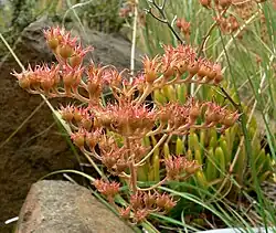 Inflorescence